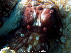 Octopus eyes by Laura Dinraths 